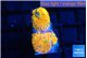 Rhodactis red blue superman 2 polyps WYSIWYG acclimaté