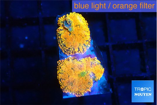 Rhodactis red blue superman 2 polyps WYSIWYG acclimaté