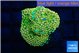 Ricordea floridae green golden 1-2 polyps WYSIWYG acclimaté