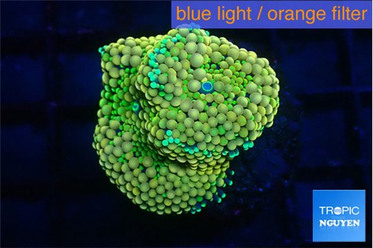 Ricordea floridae green golden 1-2 polyps WYSIWYG acclimaté
