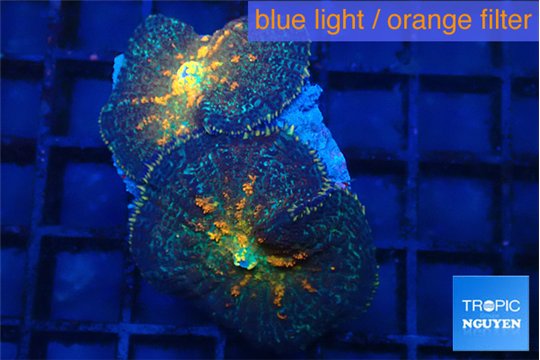 Rhodactis magma 2 polyps WYSIWYG acclimaté