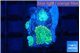 Rhodactis green gold 3-4 polyps WYSIWYG acclimaté