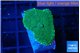 Rhodactis green gold 1 polyp WYSIWYG acclimaté