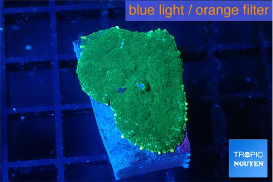 Rhodactis green gold 1 polyp WYSIWYG acclimaté