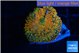 Rhodactis red blue superman 1 polyp WYSIWYG acclimaté