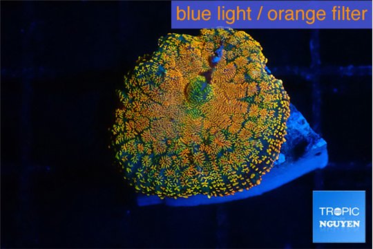 Rhodactis red blue superman 1 polyp WYSIWYG acclimaté