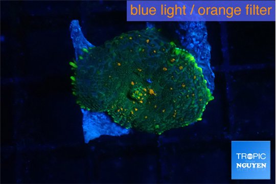 Rhodactis magma 1 polyp WYSIWYG acclimaté