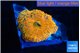 Rhodactis red blue superman 1 polyp WYSIWYG acclimaté