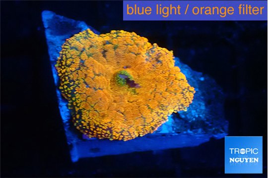 Rhodactis red blue superman 1 polyp WYSIWYG acclimaté