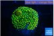 Ricordea floridae green golden 1 polyp WYSIWYG acclimaté