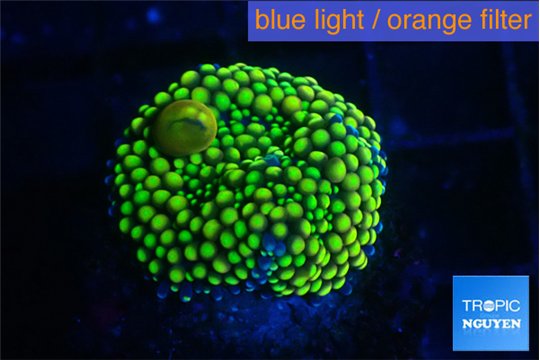 Ricordea floridae green golden 1 polyp WYSIWYG acclimaté