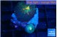 Rhodactis magma 2 polyps WYSIWYG acclimaté