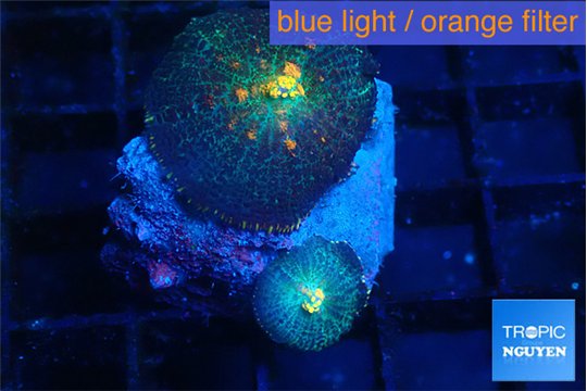 Rhodactis magma 2 polyps WYSIWYG acclimaté