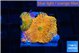 Rhodactis red blue superman 2 polyps WYSIWYG acclimaté