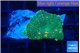 Rhodactis green & orange spot 2 polyps WYSIWYG acclimaté