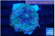 Ricordea yuma rainbow 1 polyp WYSIWYG acclimaté