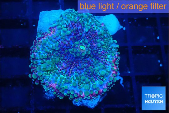 Ricordea yuma rainbow 1 polyp WYSIWYG acclimaté