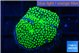 Ricordea floridae green 1 polyp WYSIWYG acclimaté