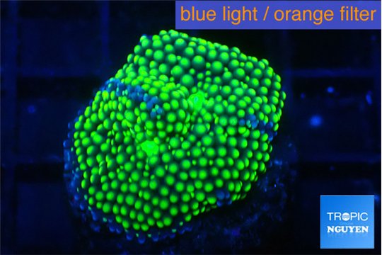 Ricordea floridae green 1 polyp WYSIWYG acclimaté
