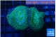 Rhodactis green & blue spot 2 polyps WYSIWYG acclimaté