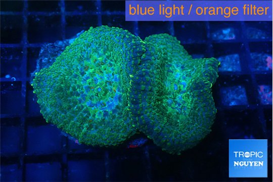 Rhodactis green & blue spot 2 polyps WYSIWYG acclimaté