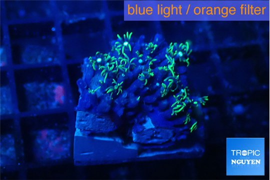 Pachyclavularia green 3-4 cm WYSIWYG acclimaté