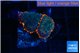Rhodactis flash burn 2 polyps WYSIWYG acclimaté