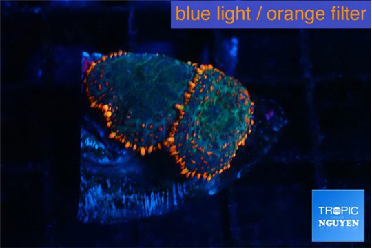 Rhodactis flash burn 2 polyps WYSIWYG acclimaté