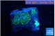 Rhodactis green gold small polyps 2 polyps WYSIWYG acclimaté