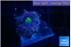 Ricordea yuma purple pink 1 polyp WYSIWYG acclimaté