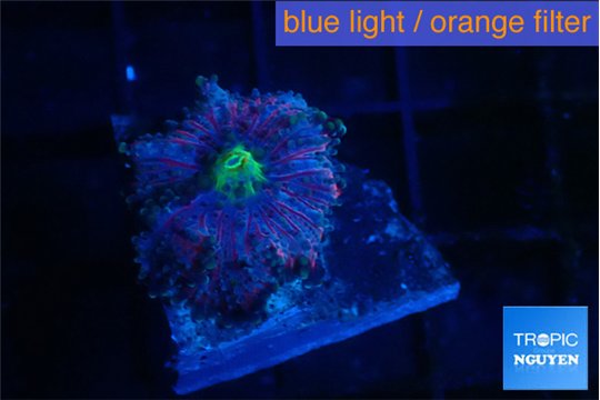 Ricordea yuma purple pink 1 polyp WYSIWYG acclimaté
