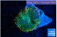 Rhodactis green & orange spot 1 polyp WYSIWYG acclimaté