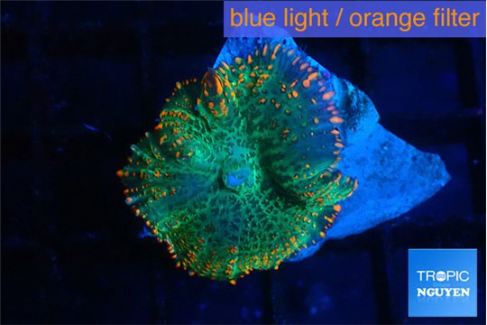 Rhodactis green & orange spot 1 polyp WYSIWYG acclimaté