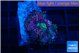 Ricordea yuma purple pink 1 polyp WYSIWYG acclimaté