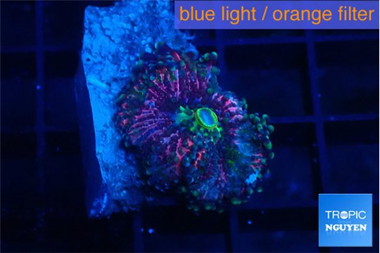 Ricordea yuma purple pink 1 polyp WYSIWYG acclimaté