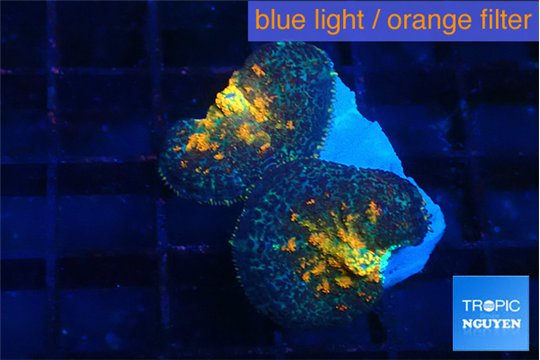 Rhodactis magma 2 polyps WYSIWYG acclimaté