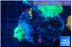 Discosoma green & golden spot 2 polyps WYSIWYG acclimaté