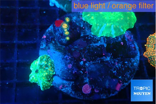 Discosoma green & golden spot 2 polyps WYSIWYG acclimaté