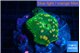 Discosoma watermelon 1 polyps WYSIWYG acclimaté