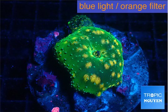 Discosoma watermelon 1 polyps WYSIWYG acclimaté