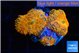 Rhodactis red blue superman 3 polyps WYSIWYG acclimaté