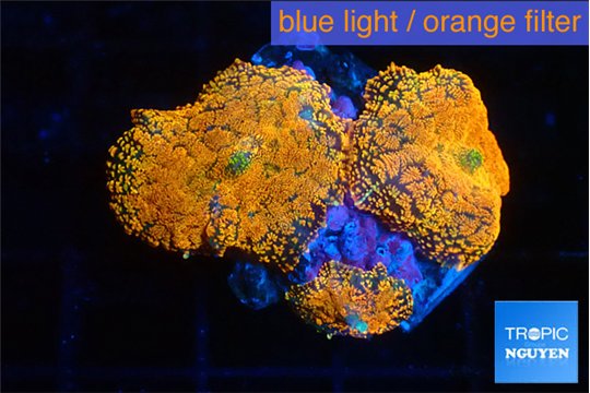 Rhodactis red blue superman 3 polyps WYSIWYG acclimaté