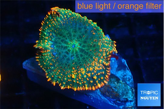 Rhodactis green forest 1 polyp WYSIWYG acclimaté