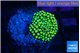 Ricordea floridae green golden 1 polyp WYSIWYG acclimaté