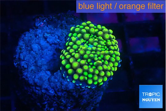 Ricordea floridae green golden 1 polyp WYSIWYG acclimaté