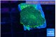 Rhodactis green gold 2 polyps WYSIWYG acclimaté