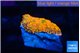 Rhodactis red blue superman 1 polyp WYSIWYG acclimaté