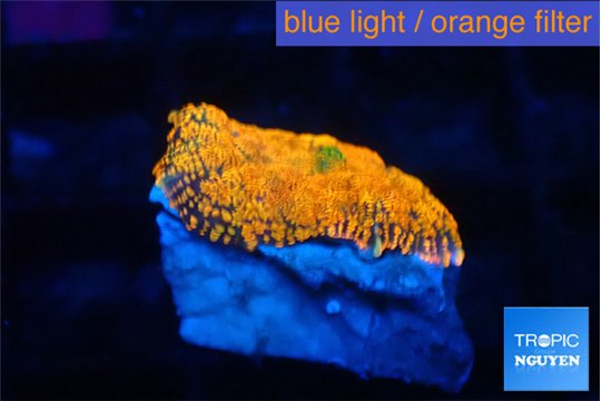 Rhodactis red blue superman 1 polyp WYSIWYG acclimaté