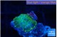 Rhodactis green gold 1 polyp WYSIWYG acclimaté