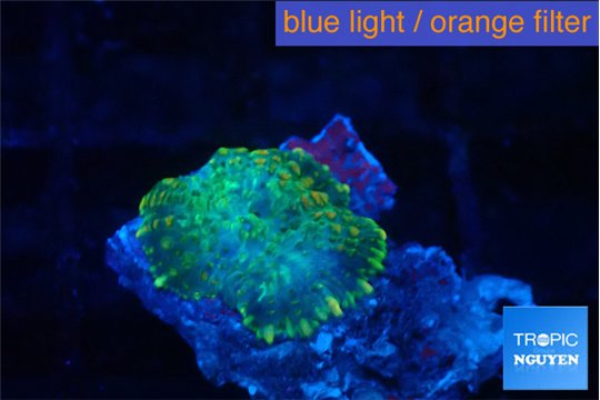 Rhodactis green gold 1 polyp WYSIWYG acclimaté